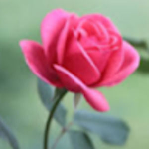 Meet your Posher, Electra